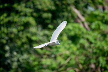 Wall Mural - flying heron bird