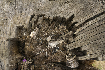 Wall Mural - Closeup of seamless texture of old wood with cracks pattern