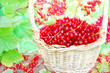 Basket of fresh ripe sweet redcurrant on shrubs background