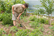 © gaika1967 - The man handles bushes of tomatoes in the garden