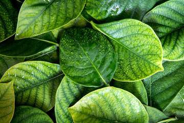 Wall Mural - the fresh tropical green leaves with rain water drop background