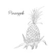 Vector drawn pineapple in a sketch style. Exotic collection.
