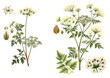 left Garden Hemlock (Aethusa Cynapium) and right Poison Hemlock (Conium maculatum) - poisonous plants / vintage illustration 