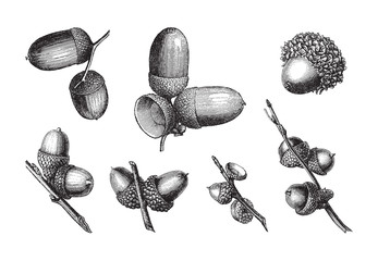 Wall Mural - set of acorns / vintage illustration 