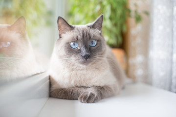 cute Siamese cat with blue eyes lying on the windowsill