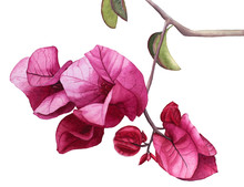 Watercolor Flowers Pink Bougainvillea. Hand Drawn Illustration.
