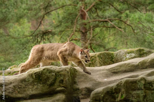 cougar-puma-concolor