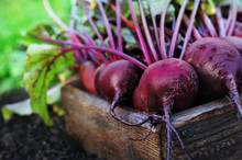 Fresh Harvested Beetroots In Wooden Crate, Pile Of Homegrown Organic Beets With Leaves On Soil Background