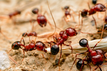 Wall Mural - Strong jaws of red ant close-up