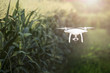 Drone flying at corn field