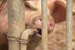 Schwein säuft trinkt Wasser Wasserleitung Wasserspender Spender