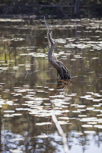 121 Marin Lily Pad Fototapeten Leinwandbilder Und Aufkleber Wallsheaven