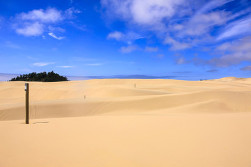 Sand Dunes in the Jessie M. Honeyman Memorial State Park in Oregon, USA