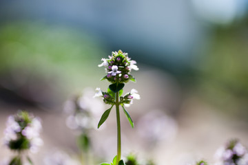 Sticker - Lemon thyme