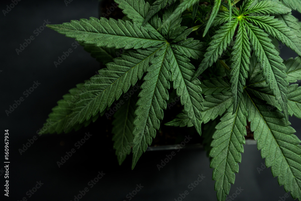 cannabis  leaf - obrazy, fototapety, plakaty 
