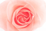 Fototapeta Sypialnia - Rose flowers 
