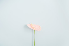Beautiful Pink Anthurium Flower Isolated On Pale Pastel Blue Background. Flat Lay, Top View. Floral Composition
