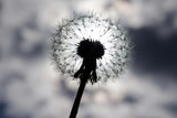 Fototapeta Dmuchawce - dandelion through which the sun is visible among the clouds