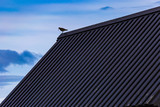 Fototapeta  - Eurasian Curlew (Numenius arquata) on top of roof of black church Budakirkja, Iceland