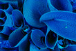 Leinwandbild Motiv Close up of blue leaves