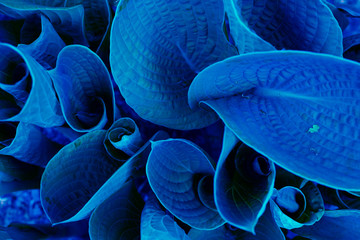 close up of blue leaves