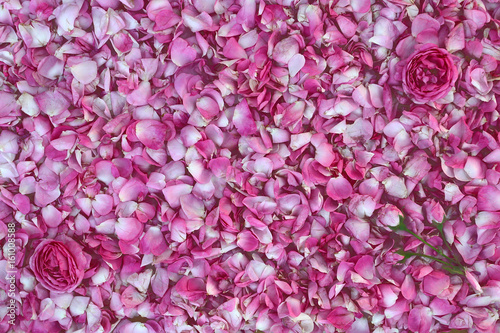 Background of rose petals. Flowers rose on background Many pink rose petals densely piled in the background © zatvorniknik