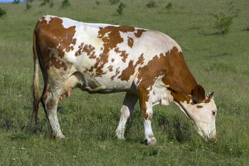 A cow with brown and white wool grazes on a green meadow