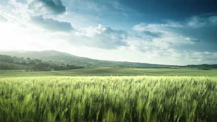 Wall Mural - wheat field in tuscany, italy