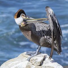 Brown Pelican preening its feathers on a rock overlooking the Pacific Ocean