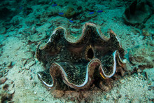 Giant Clam Under The Sea Free Stock Photo - Public Domain Pictures