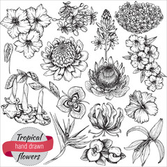 Wall Mural - Vector collection of hand drawn tropical flowers and leaves