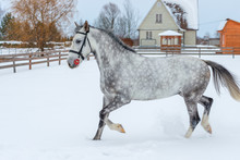 A Beautiful Gray Horse Jumps Over The Winter Field