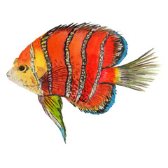 Wall Mural - Watercolor aquatic underwater colorful tropical fish set. Red sea and exotic fishes inside.