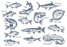 Vector Sketch Icons Of Fish Of River Or Sea