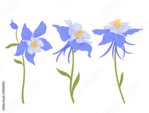 Fotomural Columbine, aquilegia, flowers