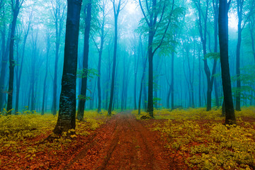 Wall Mural - Calm foggy forest