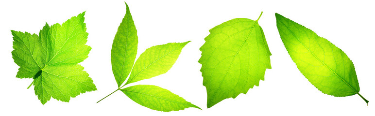Poster - Set of beautiful form green leaves  isolated on white background. Leaves are beautiful in shape and light..