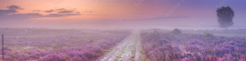 Path through blooming heather near Hilversum, The Netherlands - obrazy, fototapety, plakaty 