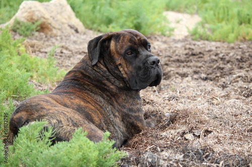 Chien Allongé Au Bord De L Eau Cane Corso Buy This Stock