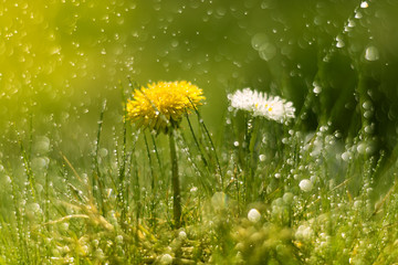 Wall Mural - dandelion and daisy in the rain. macro with beautiful bokeh.selective focus
