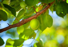 Unripe Fruit Of A Green Apricot Hanging On A Tree Branch In The Garden.