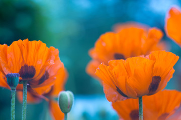 Garden poppies orange. Beautiful poppies outdoors. Selective focus.