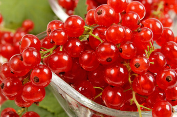 Wall Mural - Red currants