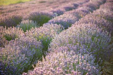 Canvas Print - Lavender field at sunset