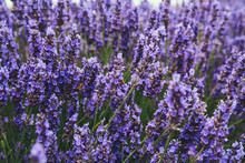 Close Up Of Blossoming Lavender In A Field. Selective Focus.