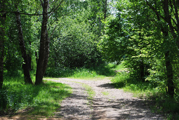 Road in the forest