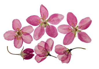 Wall Mural - Pressed and dry bright pink flowers  of apple. Isolated