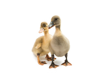 Canvas Print - Small ducklings isolated