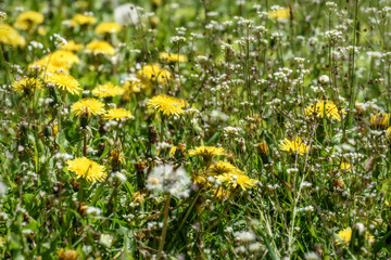 Wall Mural - wild flowers meadow dandelions