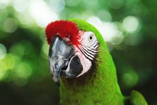 Close-Up Of Buffon Macaw